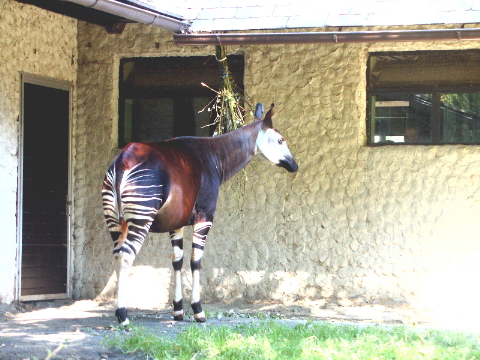 zv3 Okapi.JPG